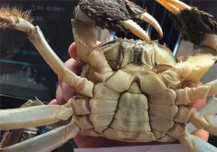在包河：陽澄湖大閘蟹什么品牌最正宗？